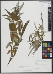 Foto von Salix viminalis L.